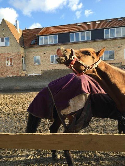 DSP Flying dutchmann  billede 8