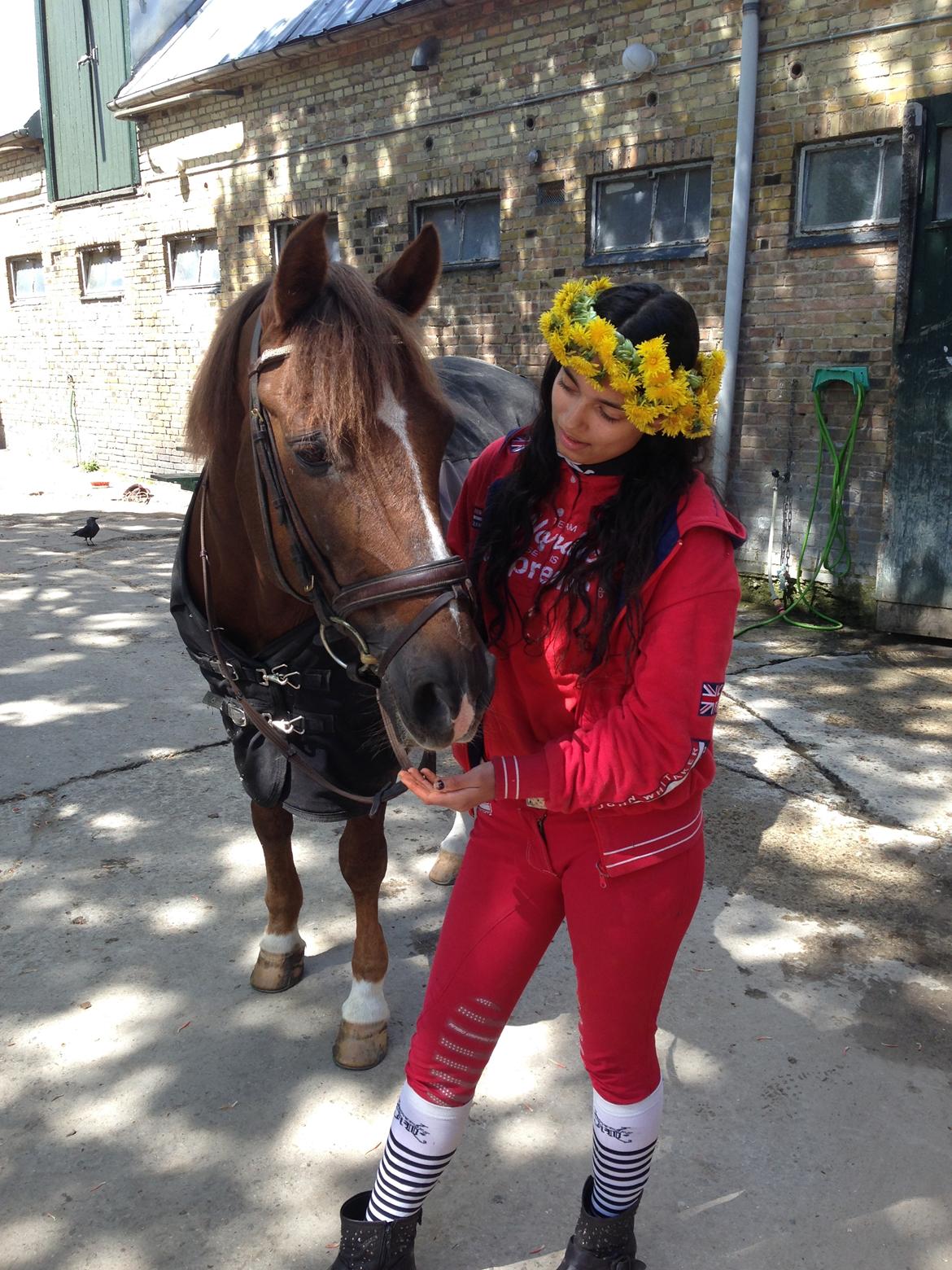 DSP Flying dutchmann  billede 9