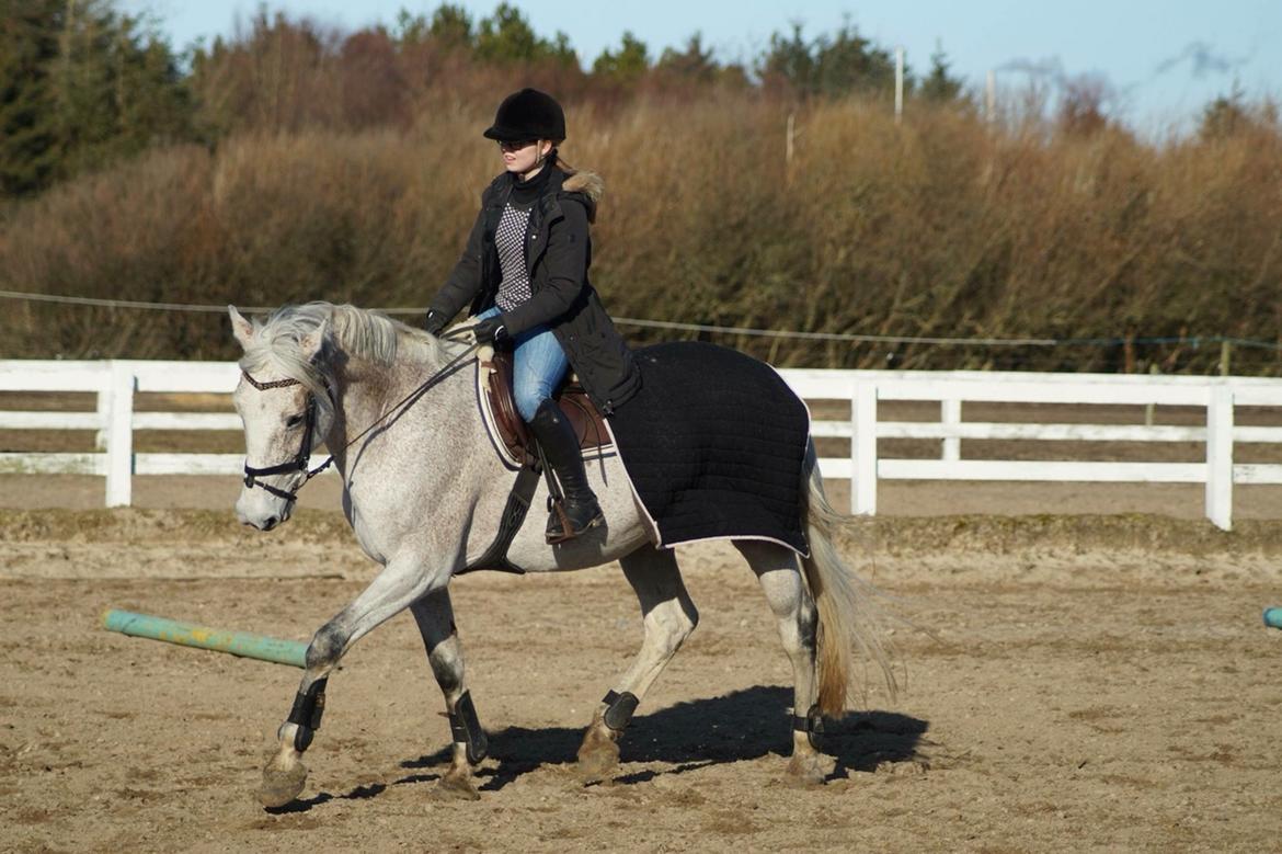 Holstener Shakira 273 billede 5