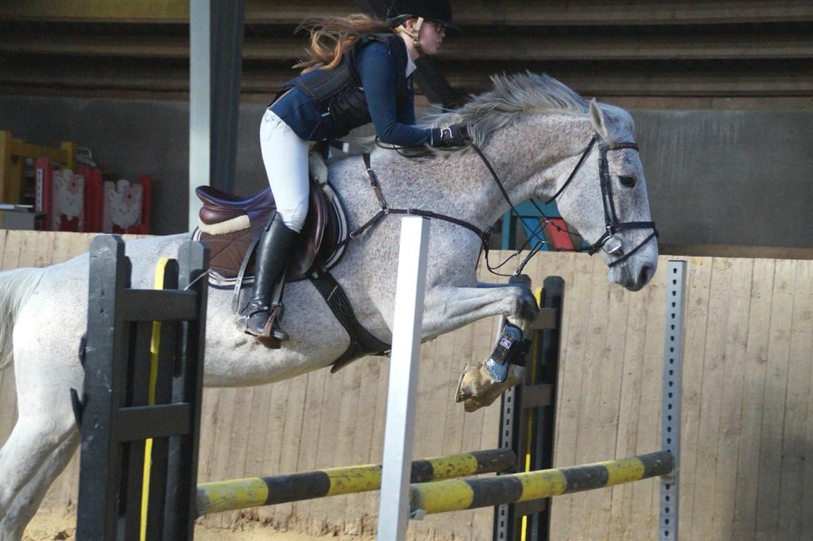 Holstener Shakira 273 billede 9