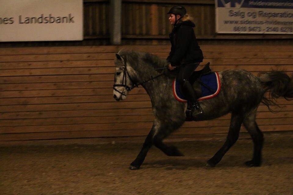 Anden særlig race Lukas - Tidligere rideskolepart billede 1