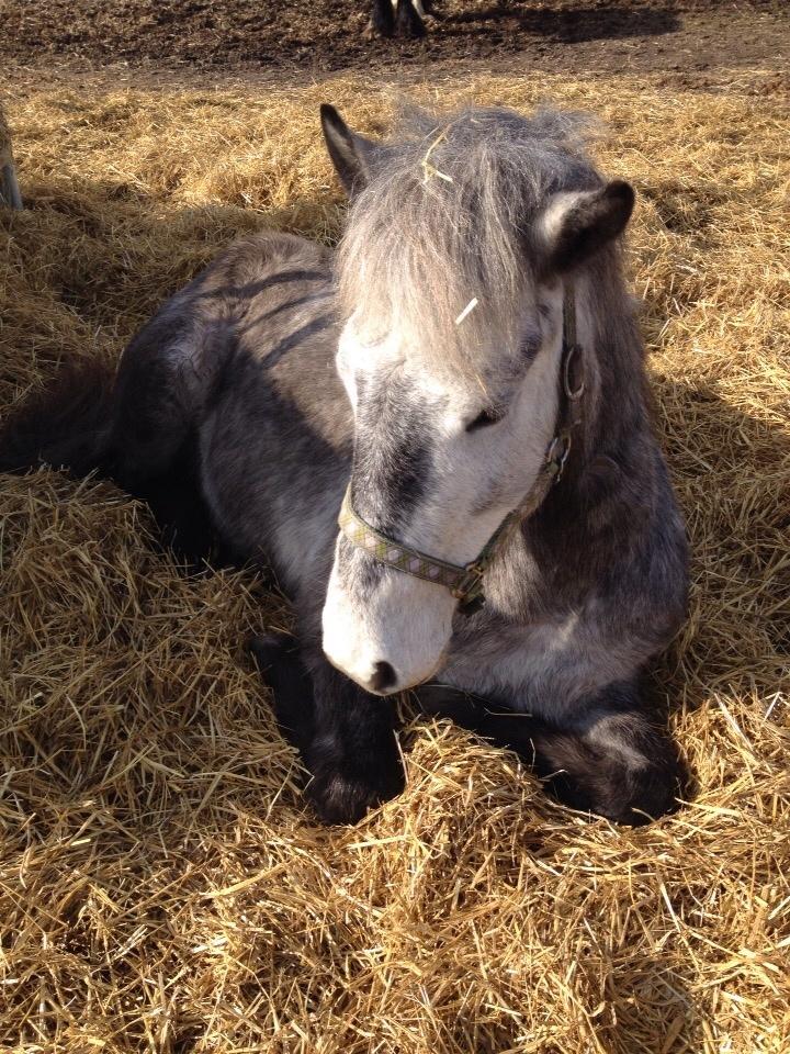 Anden særlig race Lukas - Tidligere rideskolepart billede 2