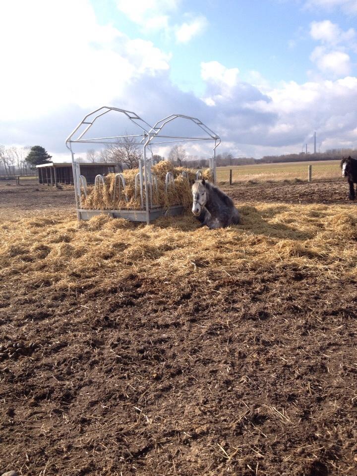 Anden særlig race Lukas - Tidligere rideskolepart billede 3