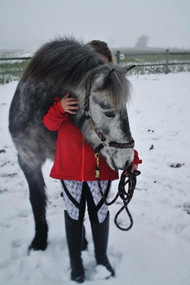 Anden særlig race Lukas - Tidligere rideskolepart billede 5