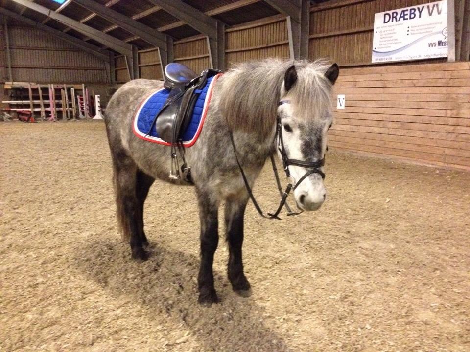 Anden særlig race Lukas - Tidligere rideskolepart billede 4