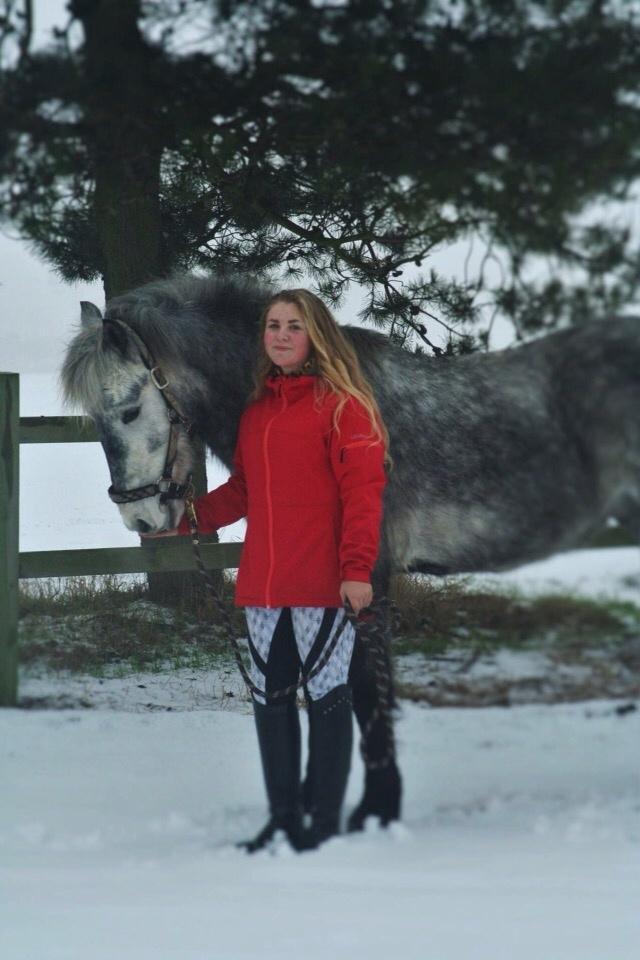 Anden særlig race Lukas - Tidligere rideskolepart billede 6