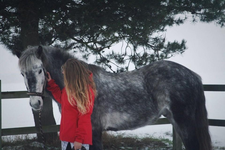 Anden særlig race Lukas - Tidligere rideskolepart billede 7