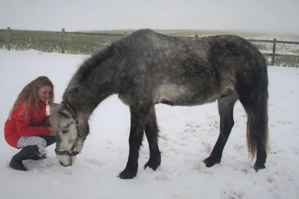 Anden særlig race Lukas - Tidligere rideskolepart billede 9