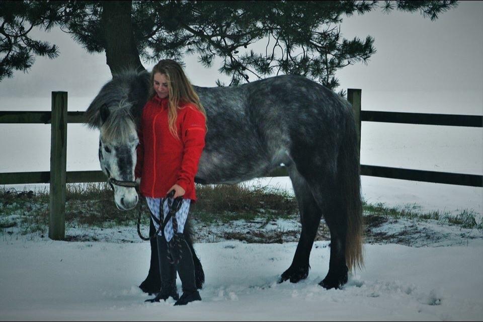 Anden særlig race Lukas - Tidligere rideskolepart billede 11
