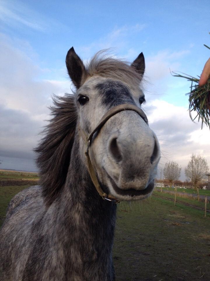 Anden særlig race Lukas - Tidligere rideskolepart billede 13