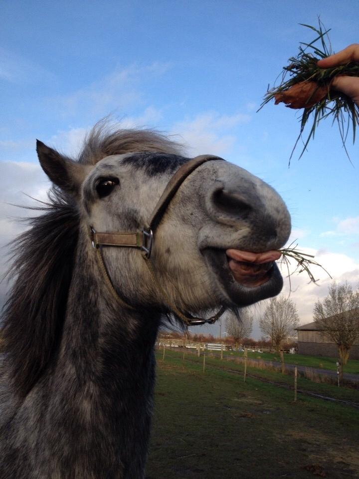 Anden særlig race Lukas - Tidligere rideskolepart billede 14