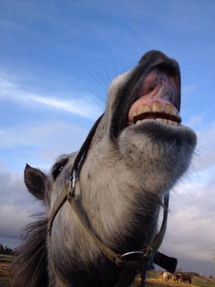 Anden særlig race Lukas - Tidligere rideskolepart billede 15