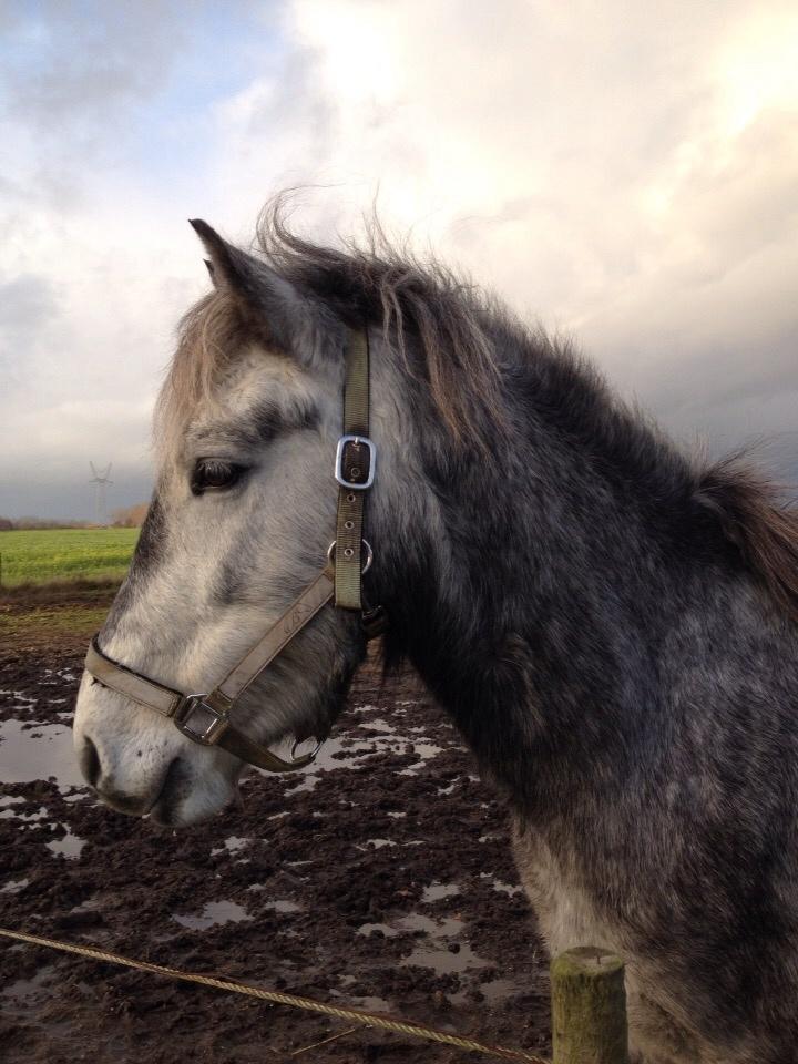 Anden særlig race Lukas - Tidligere rideskolepart billede 16