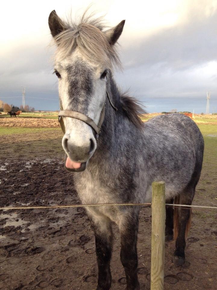 Anden særlig race Lukas - Tidligere rideskolepart billede 17