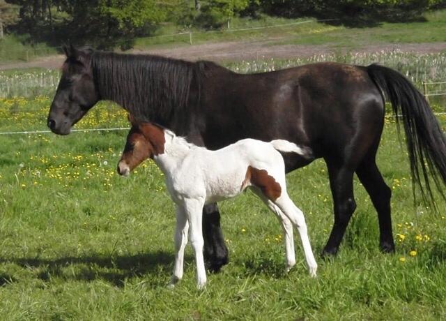 Pinto Randrupmølles Grace Kelly billede 5