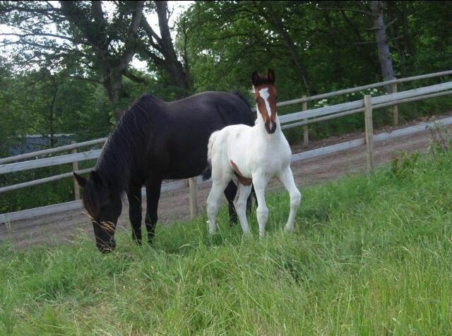 Pinto Randrupmølles Grace Kelly billede 8