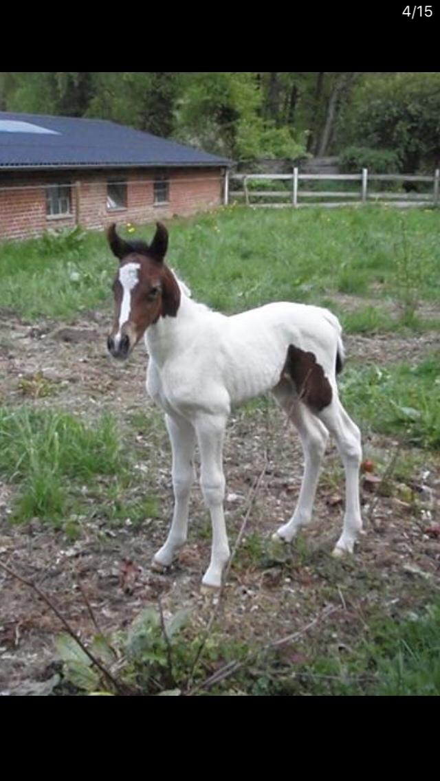 Pinto Randrupmølles Grace Kelly billede 16