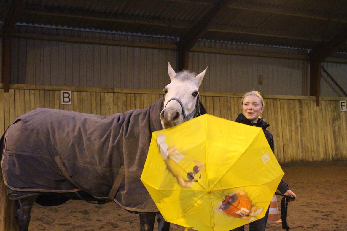 Connemara Mosegårdens Mascha  - Velkommen! <3 Skøre Mascha! hun er normalt MEGET bange for paraplyer hahaha <3 billede 1