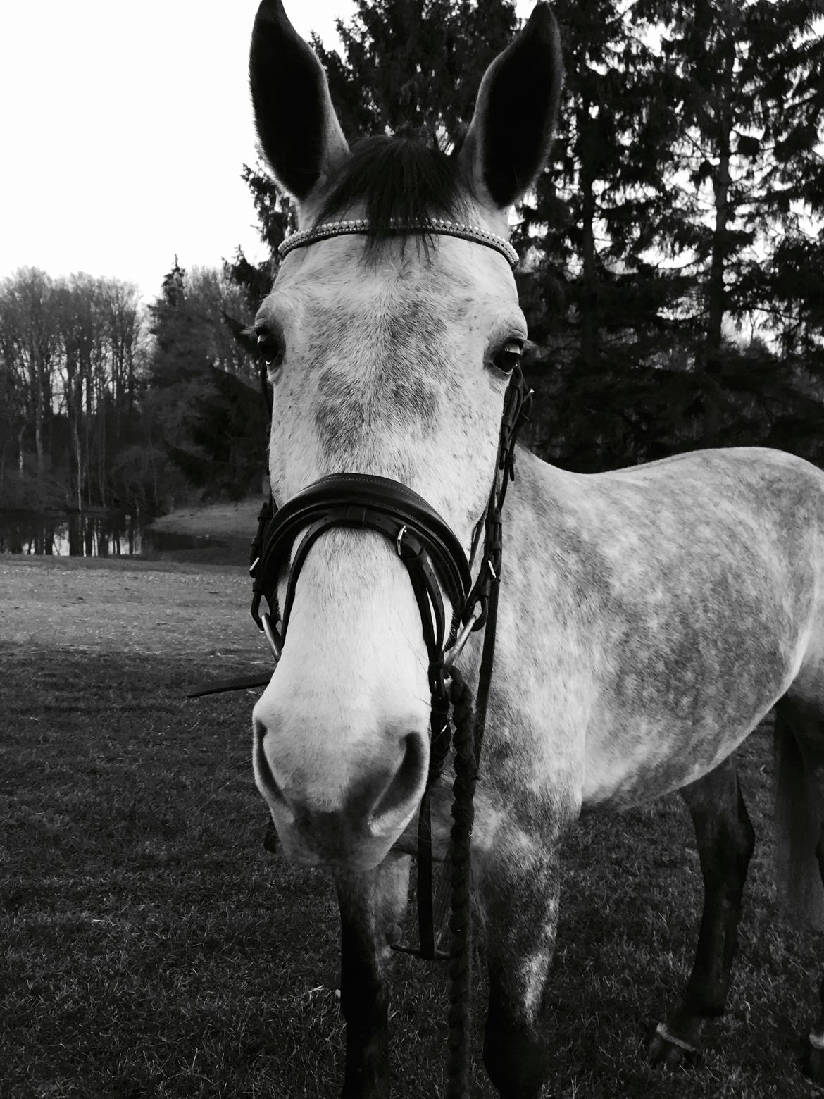 Dansk Varmblod Candis billede 20