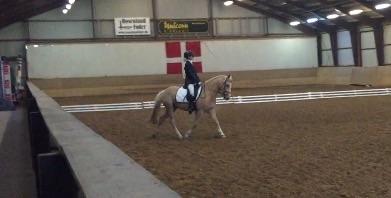 Palomino Asterix billede 24