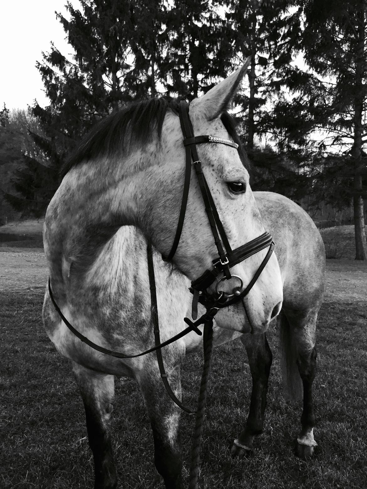 Dansk Varmblod Candis billede 1