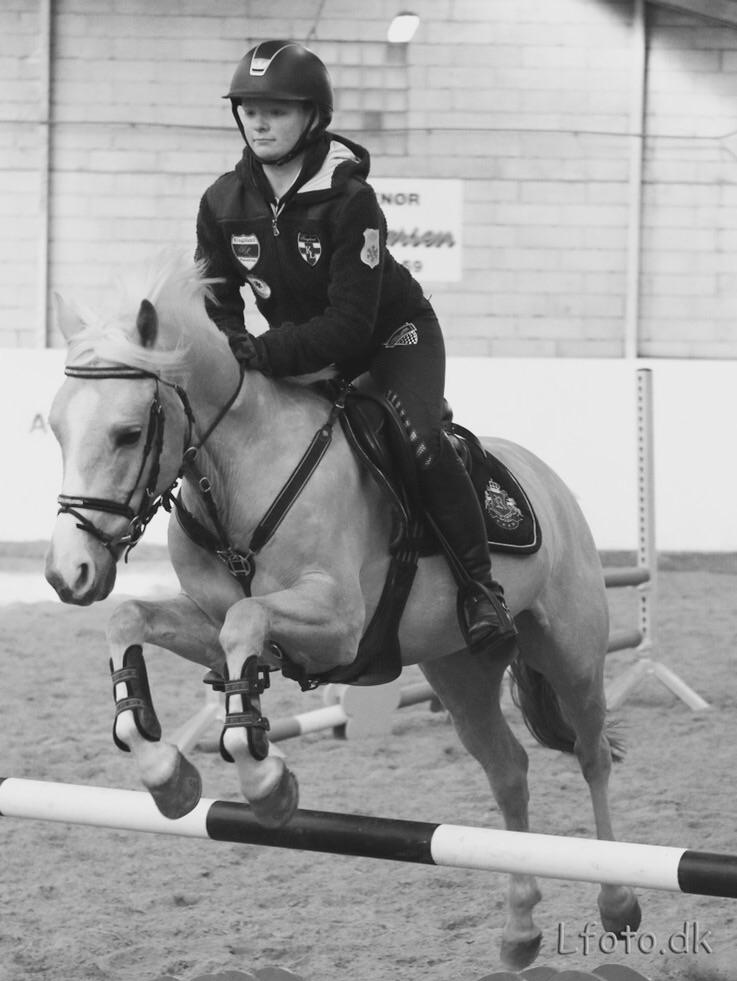 Palomino Asterix billede 21