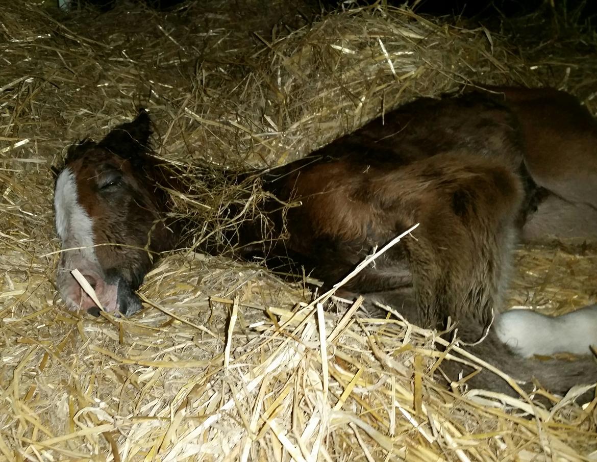 Dansk Varmblod La-Señorita Blanca  billede 16