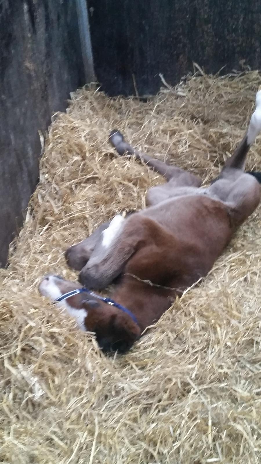 Dansk Varmblod La-Señorita Blanca  billede 13