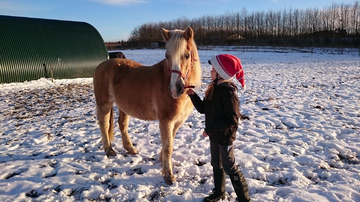 Haflinger Sonja billede 19