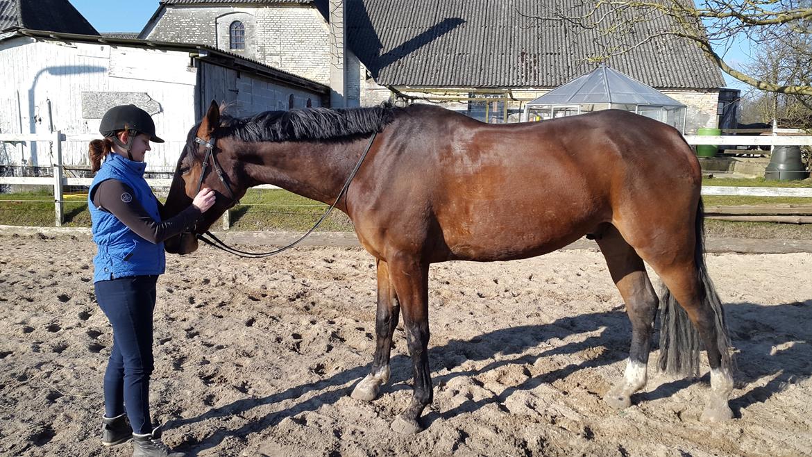Dansk Varmblod Enghavegård's King Canute (sendt retur) billede 11