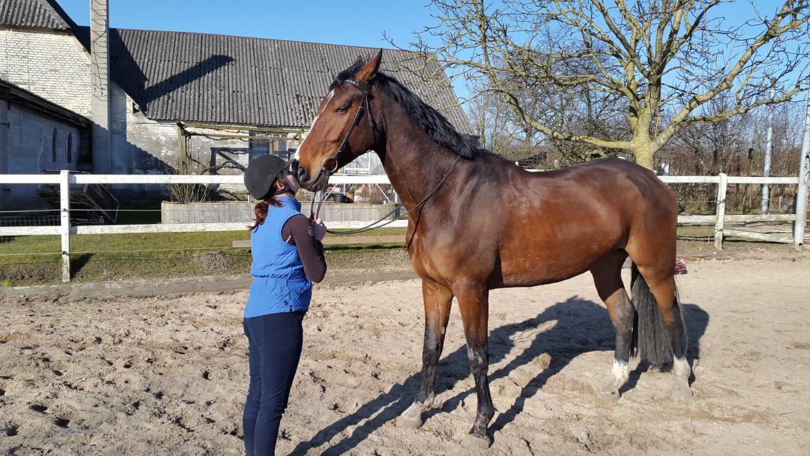 Dansk Varmblod Enghavegård's King Canute (sendt retur) billede 12