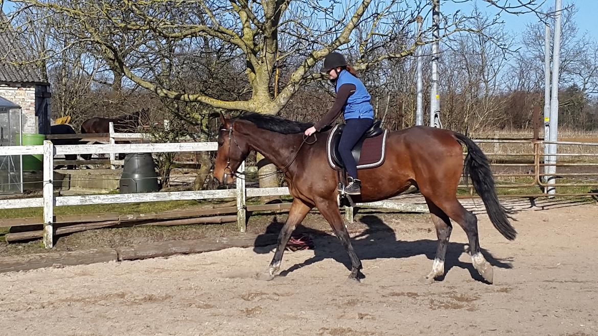 Dansk Varmblod Enghavegård's King Canute (sendt retur) billede 13