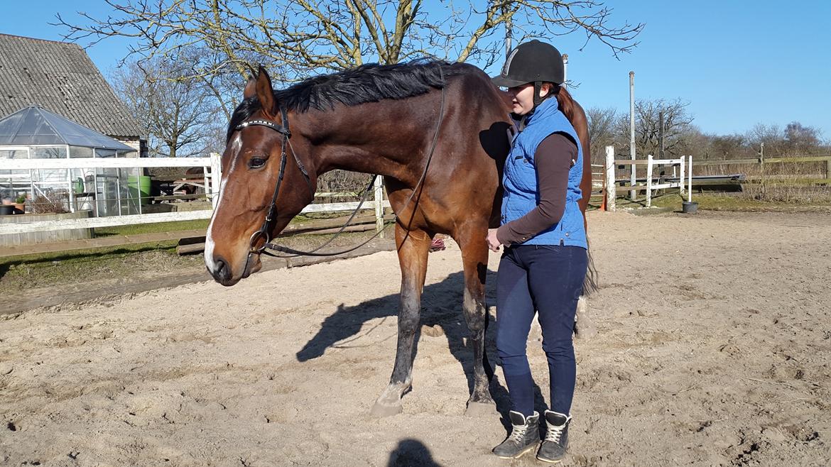 Dansk Varmblod Enghavegård's King Canute (sendt retur) billede 14