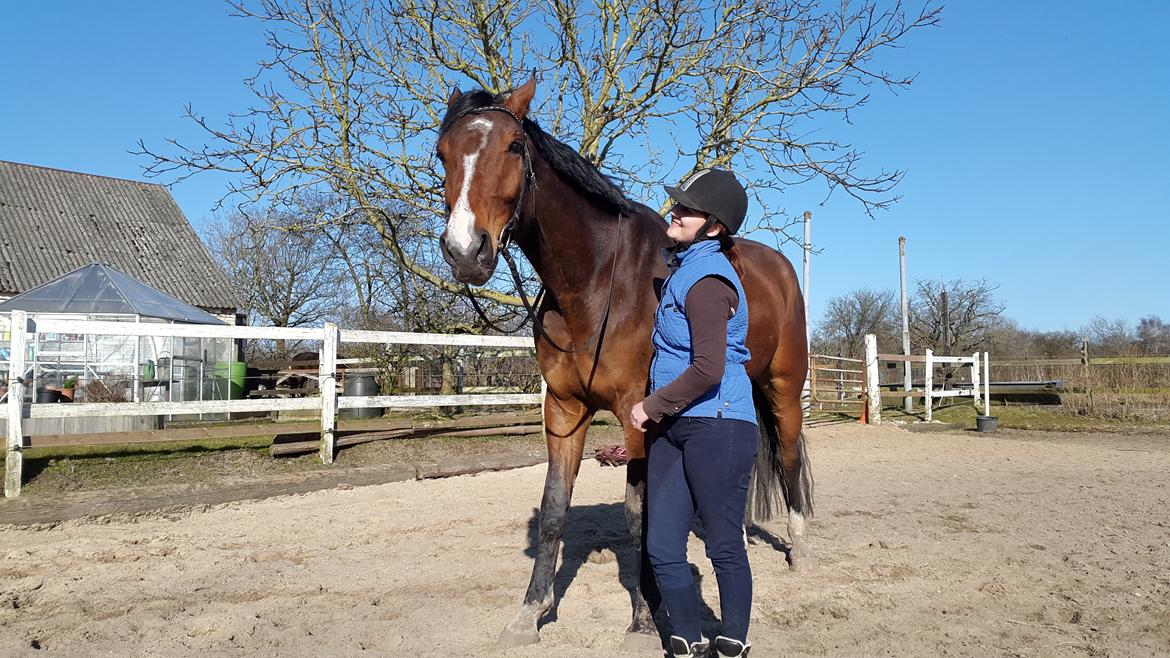 Dansk Varmblod Enghavegård's King Canute (sendt retur) billede 15