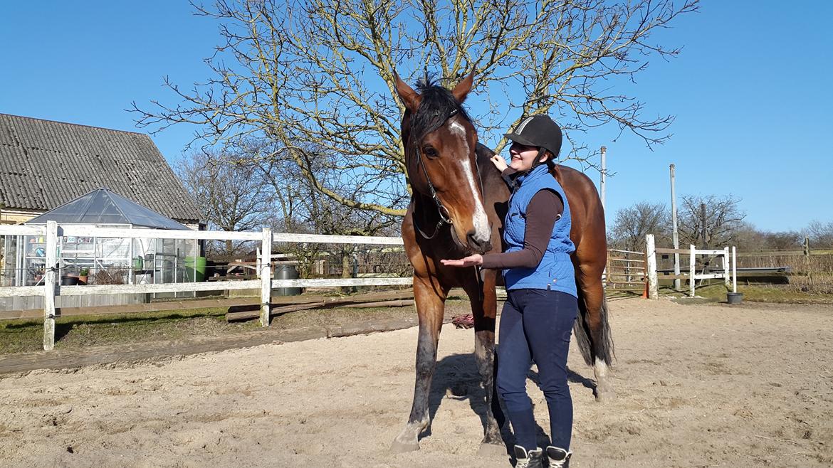 Dansk Varmblod Enghavegård's King Canute (sendt retur) billede 16