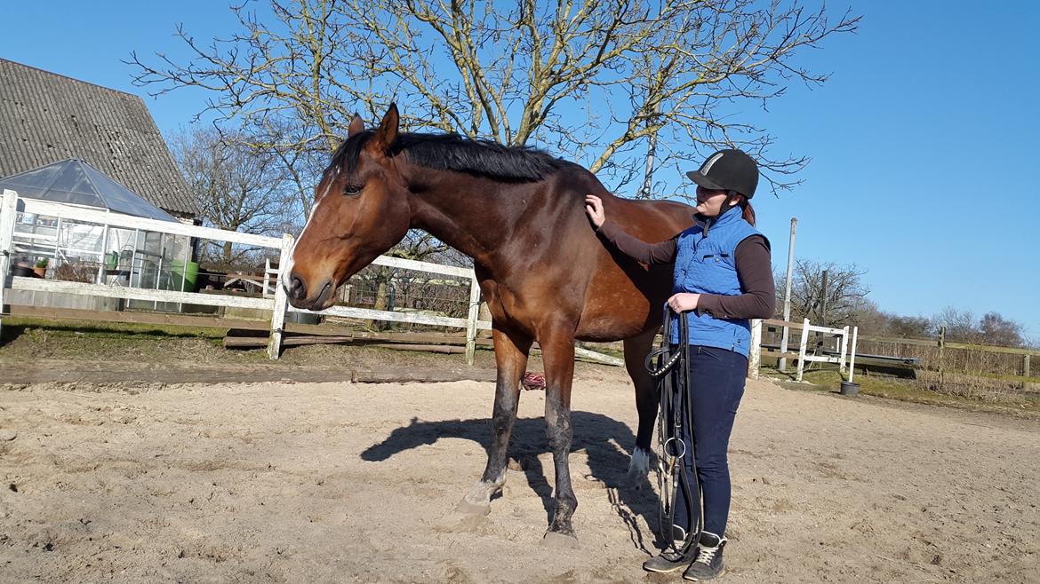 Dansk Varmblod Enghavegård's King Canute (sendt retur) billede 18