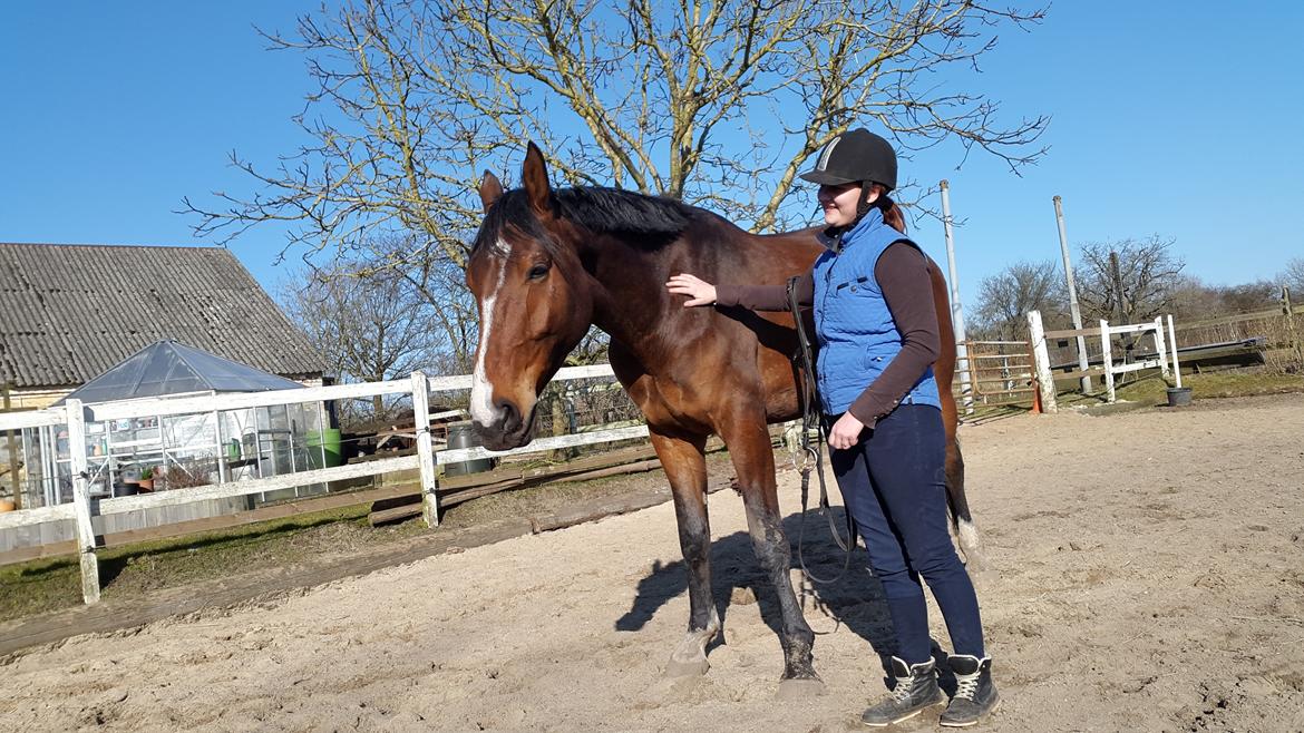 Dansk Varmblod Enghavegård's King Canute (sendt retur) billede 19