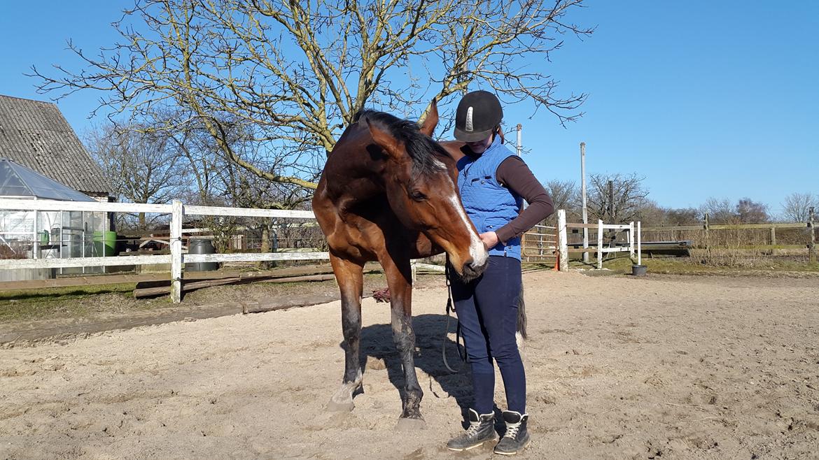 Dansk Varmblod Enghavegård's King Canute (sendt retur) billede 20
