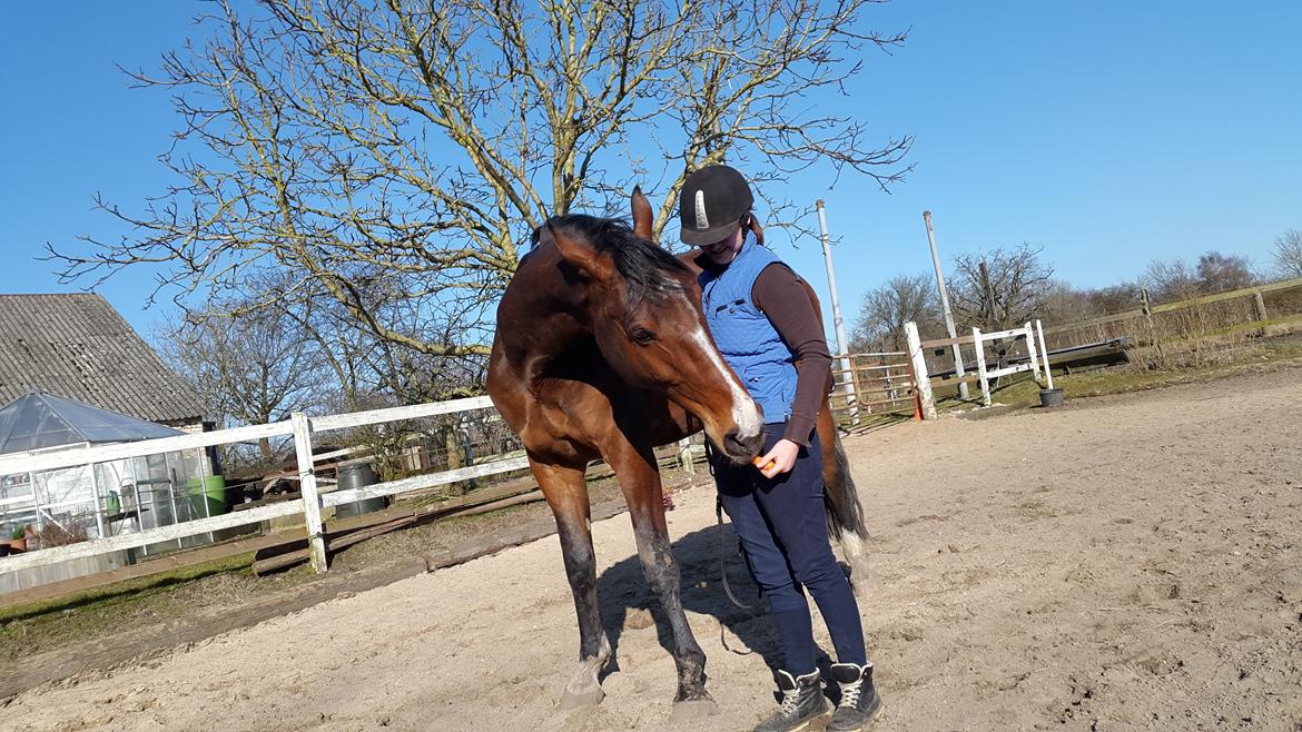 Dansk Varmblod Enghavegård's King Canute (sendt retur) billede 21
