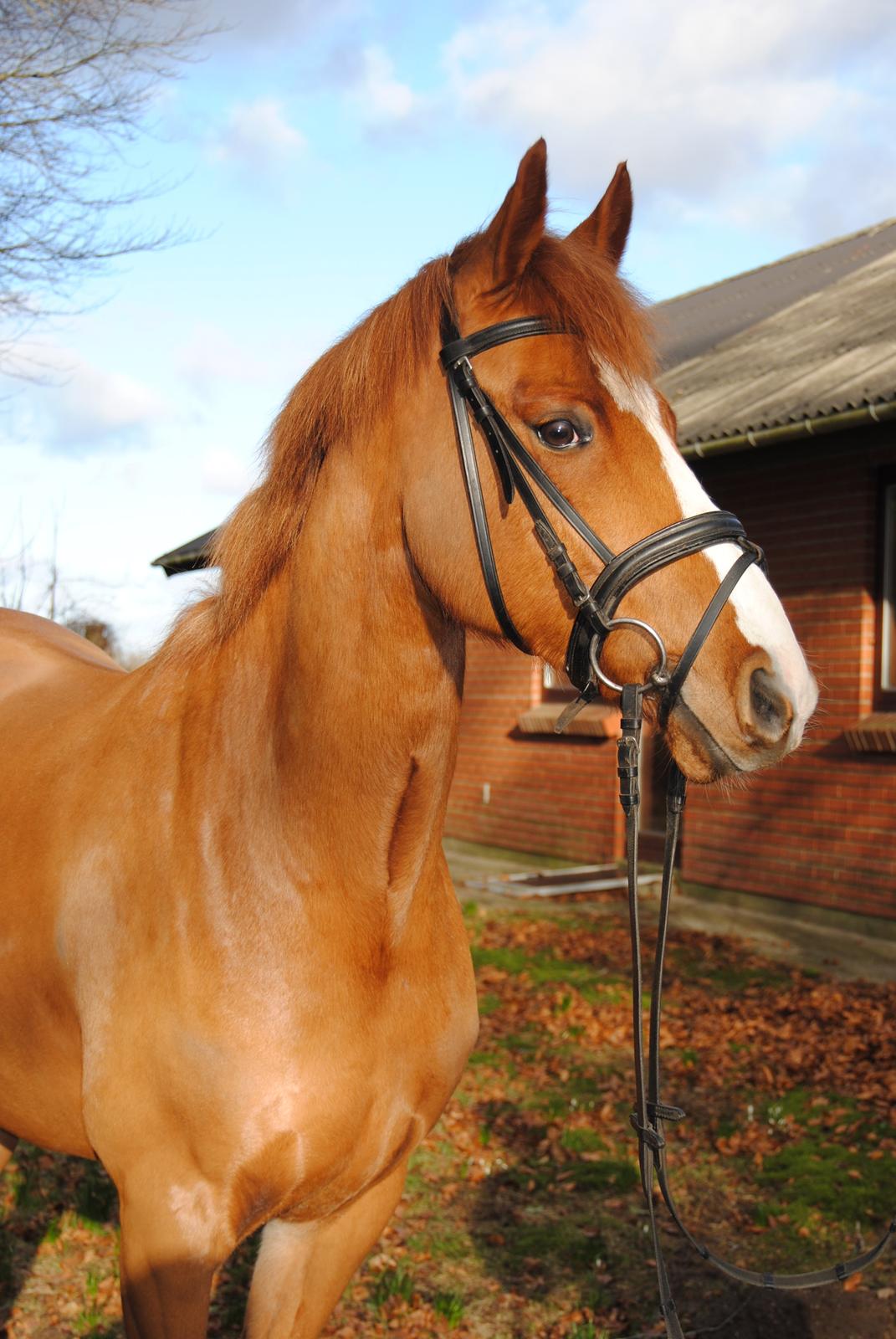 DSP Glerupgaard´s Weis - Glerupgaard´s Weis - 2016 billede 1