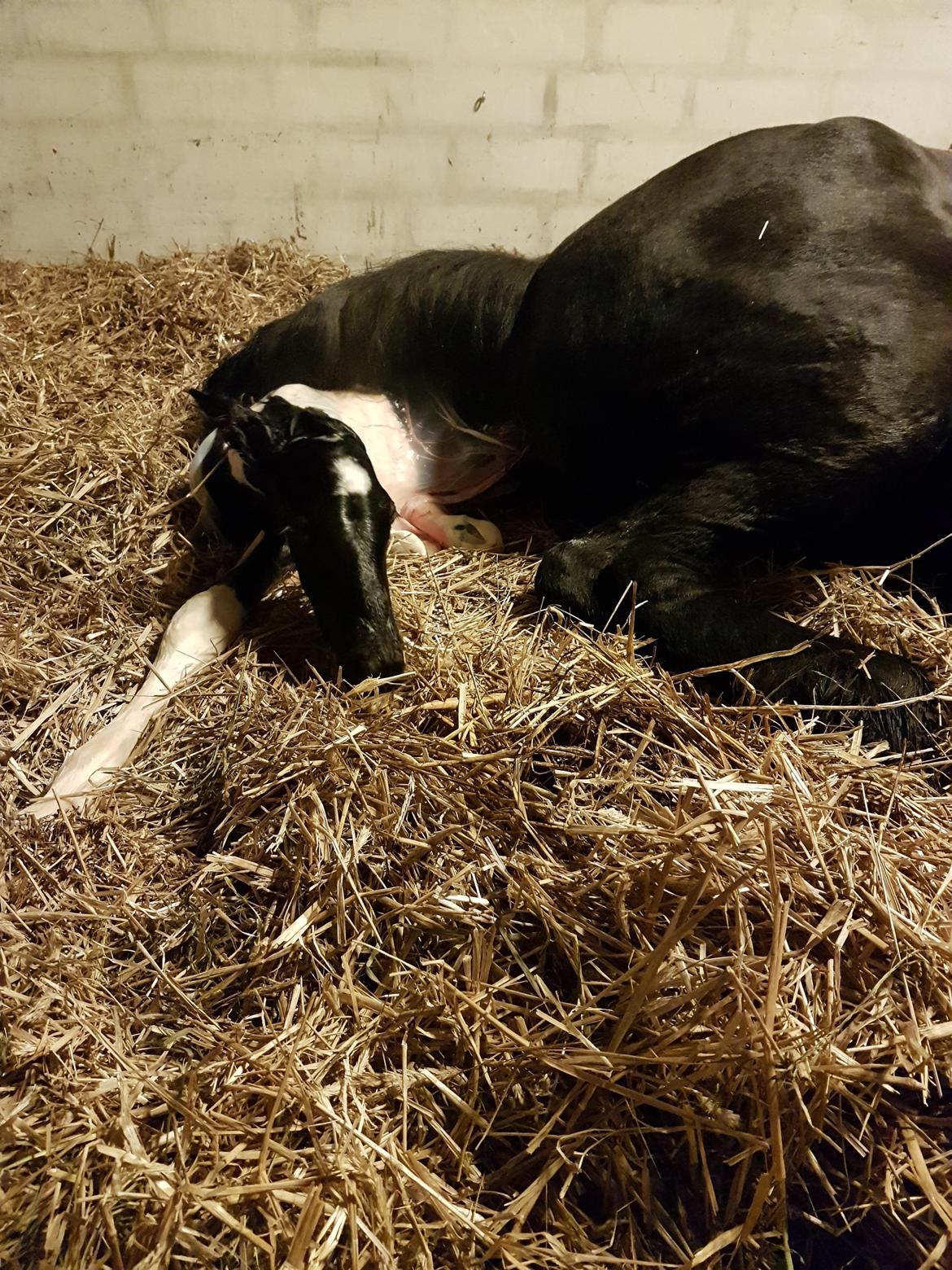 Barockpinto Vinterlilje MBM billede 1