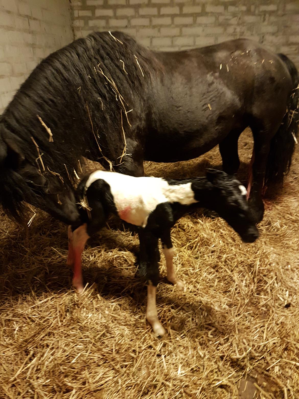 Barockpinto Vinterlilje MBM billede 2