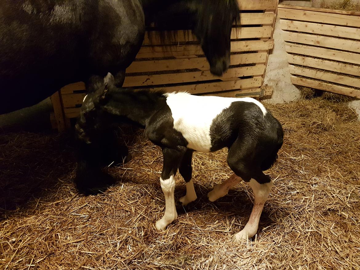 Barockpinto Vinterlilje MBM billede 3