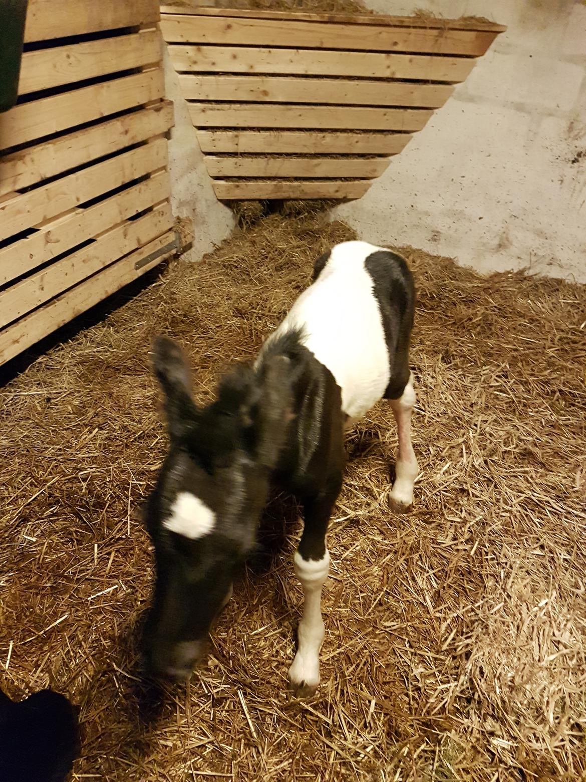 Barockpinto Vinterlilje MBM billede 4