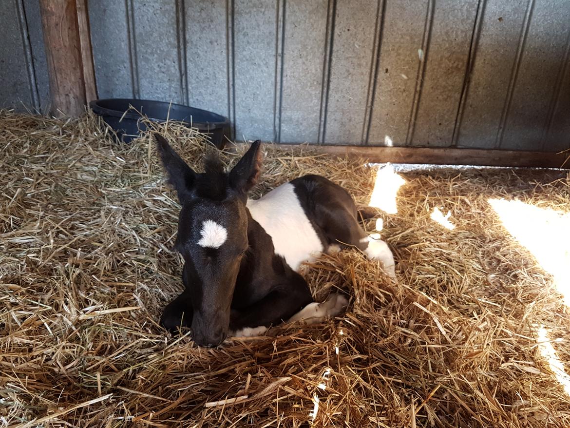 Barockpinto Vinterlilje MBM billede 5