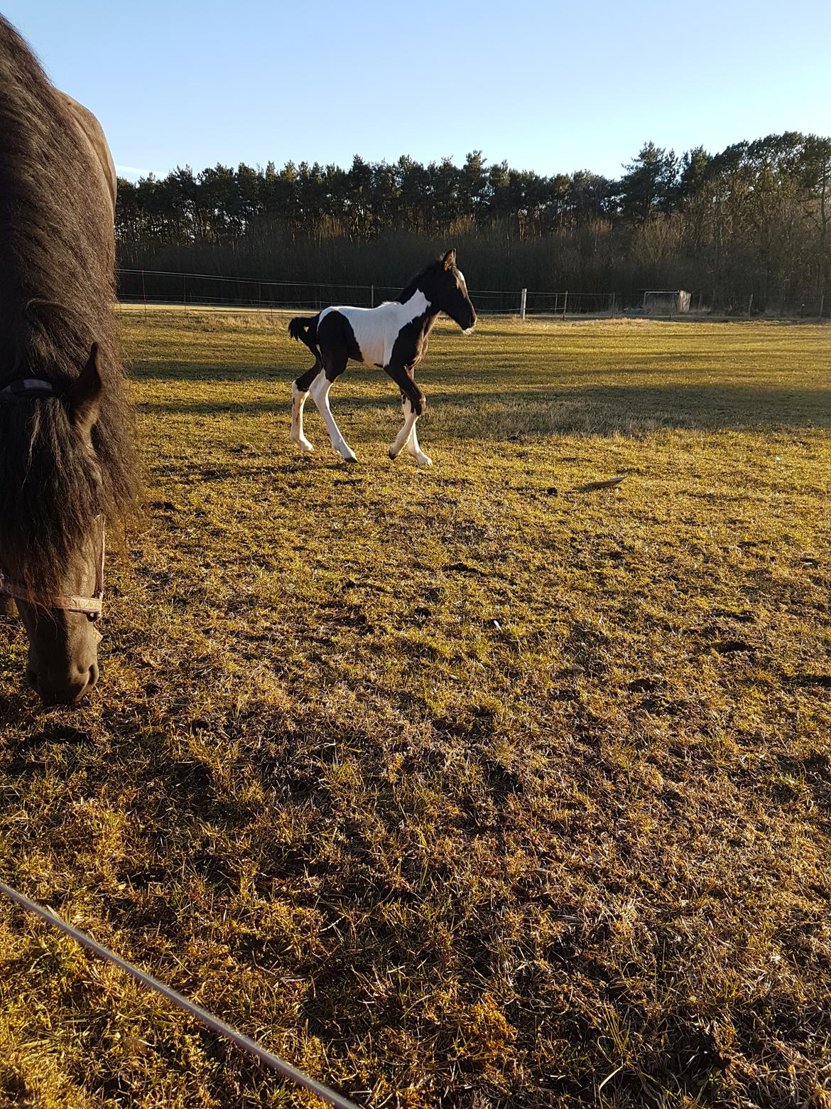 Barockpinto Vinterlilje MBM billede 6