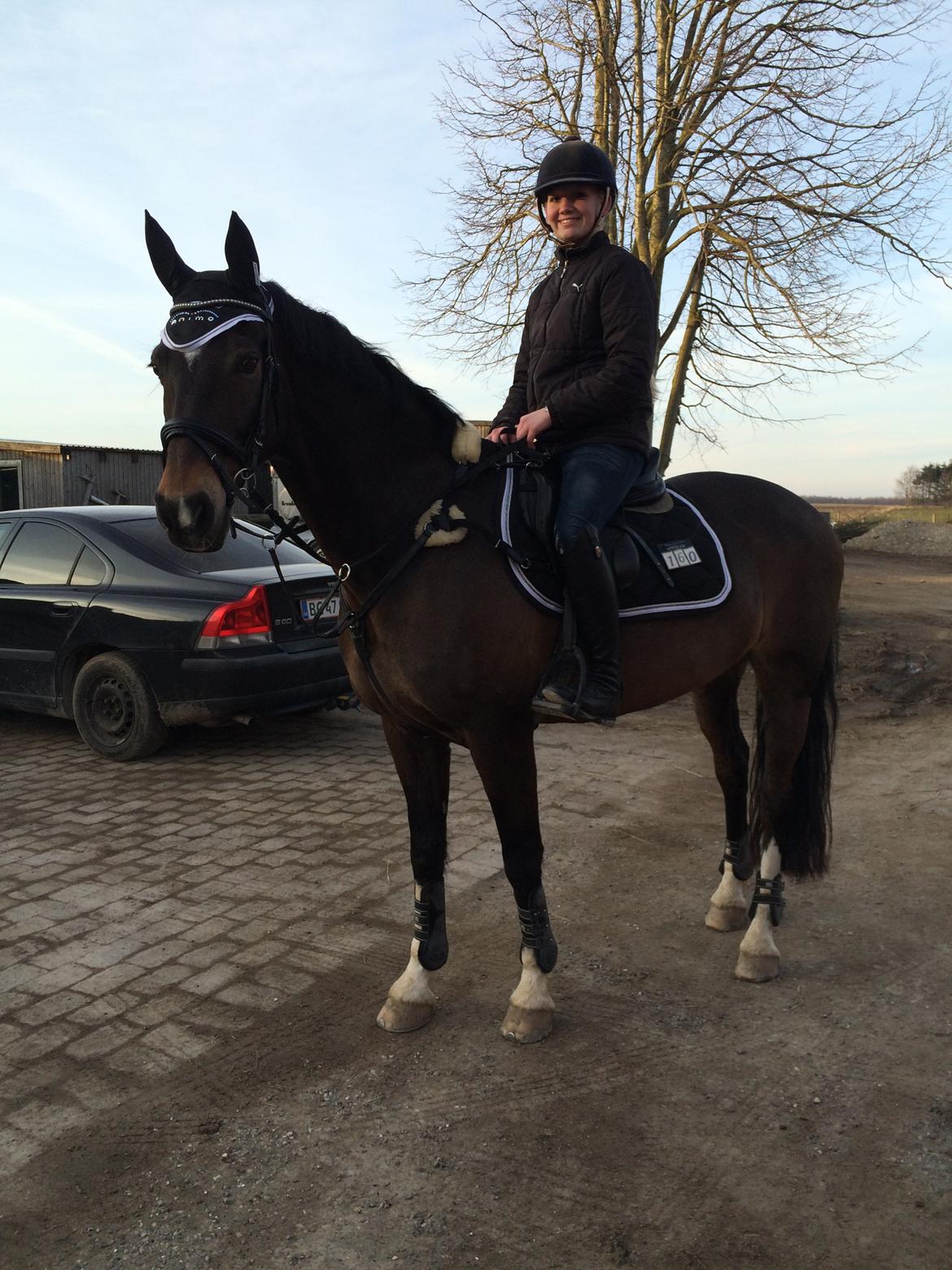 Hollandsk Varmblod Wilddancer billede 17