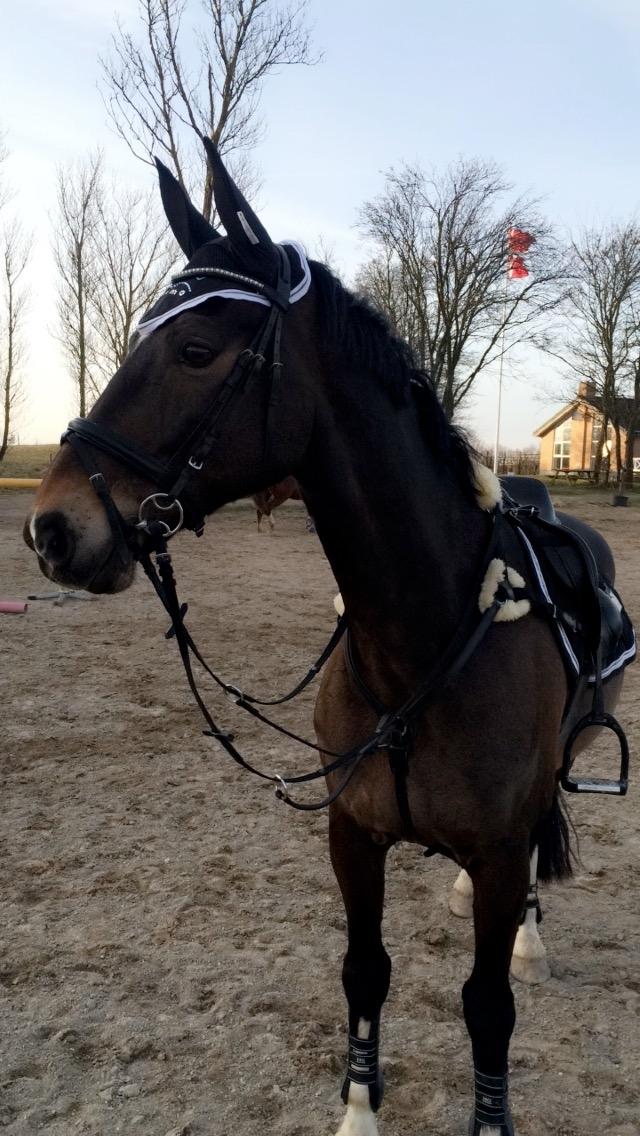 Hollandsk Varmblod Wilddancer billede 16