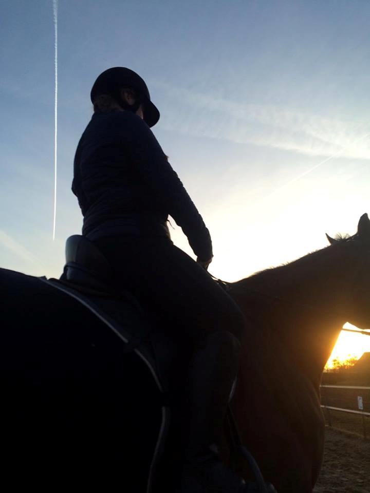 Fuldblod (XX) Pingus billede 31