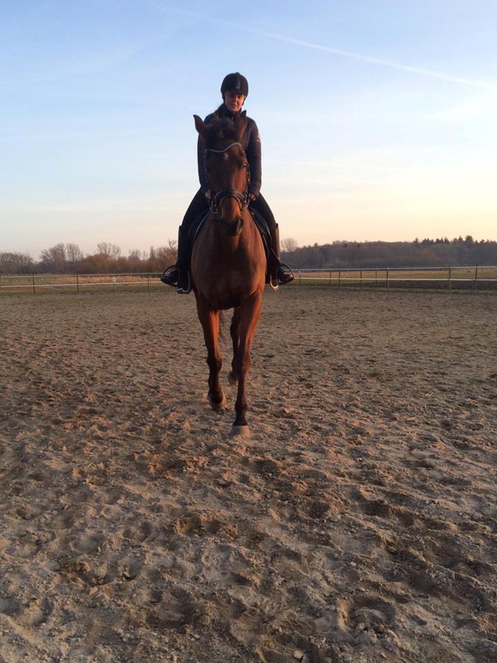 Fuldblod (XX) Pingus billede 33